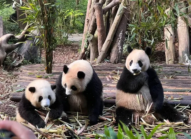 A trio of giant pandas sitting together and eating bamboo stalks on a wooden platform inside a naturalistic enclosure at the Chengdu Research Base of Giant Panda Breeding.