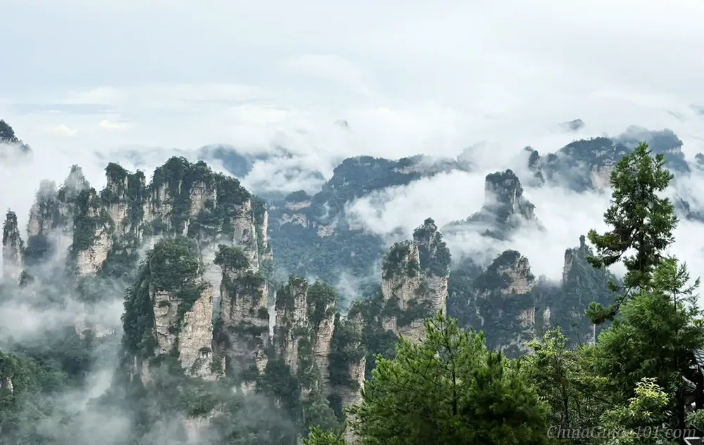 A sweeping landscape photograph from a high vantage point overlooking the towering, quartz-sandstone pillars of Zhangjiajie National Forest Park, with a foreground of green tree branches on the right.