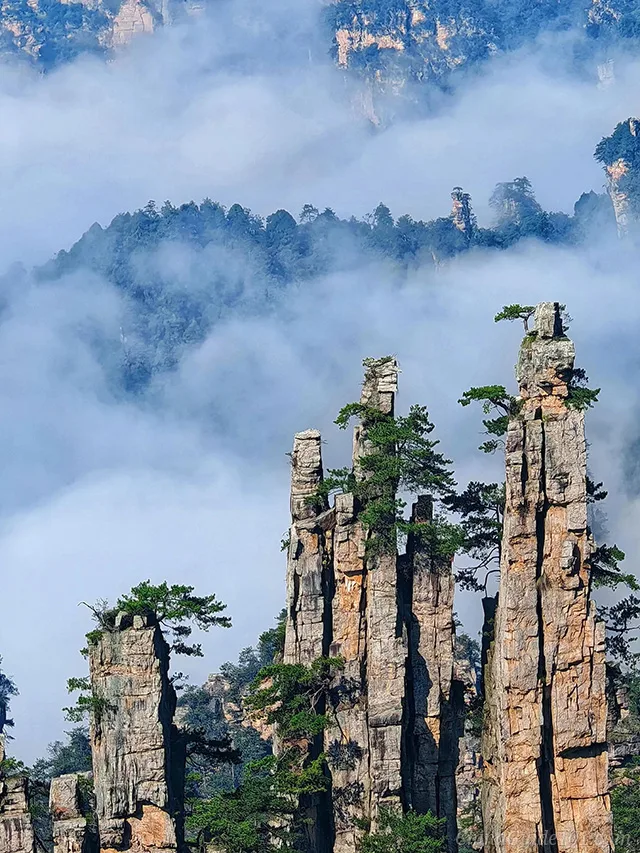 Vertically towering sandstone rock pillars resembling writing brushes, with green pine trees growing from their peaks, rising against a background of thick white clouds and misty mountains in Tianzi Mountain.