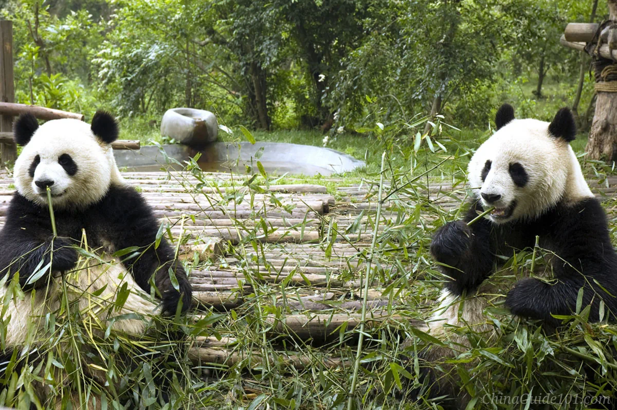 Two giant pandas sitting side by side and eating fresh bamboo leaves at the Chengdu Research Base of Giant Panda Breeding.