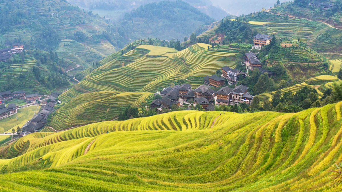 Panoramic view of the golden Longji Rice Terraces cascading down lush green mountains, with traditional wooden ethnic village houses nestled along the hillsides in Longsheng, Guilin.