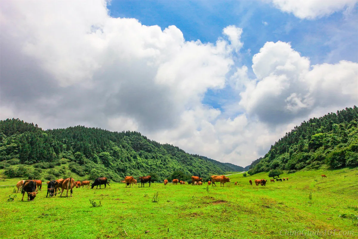Open alpine grassland at Fairy Mountain (Xiannvshan), Wulong Karst, with grazing cattle and forested hills under a cloudy blue sky near Chongqing
