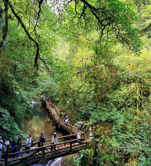 Hiking trail with wooden plank bridges, stream and dense primeval forest at Qingcheng Back Mountain