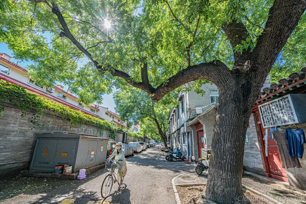 Dongsi Santiao Hutong in Beijing, a quiet residential hutong with huge old Chinese scholar tree, local resident riding bicycle under sunlight